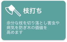 枝打ち　余分な枝を切り落とし害虫や病気を防ぎ木の価値を高めます