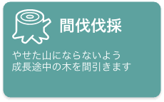 間伐伐採　やせた山にならないよう成長途中の木を間引きます