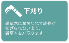 下刈り　雑草木におおわれて成長が妨げられないよう雑草木を刈取ります