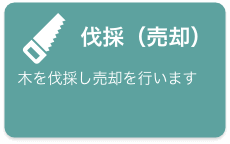 伐採　木を伐採し売却を行います